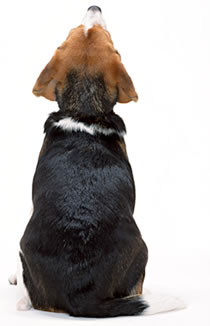 �쐬���Ȃ񂾃���